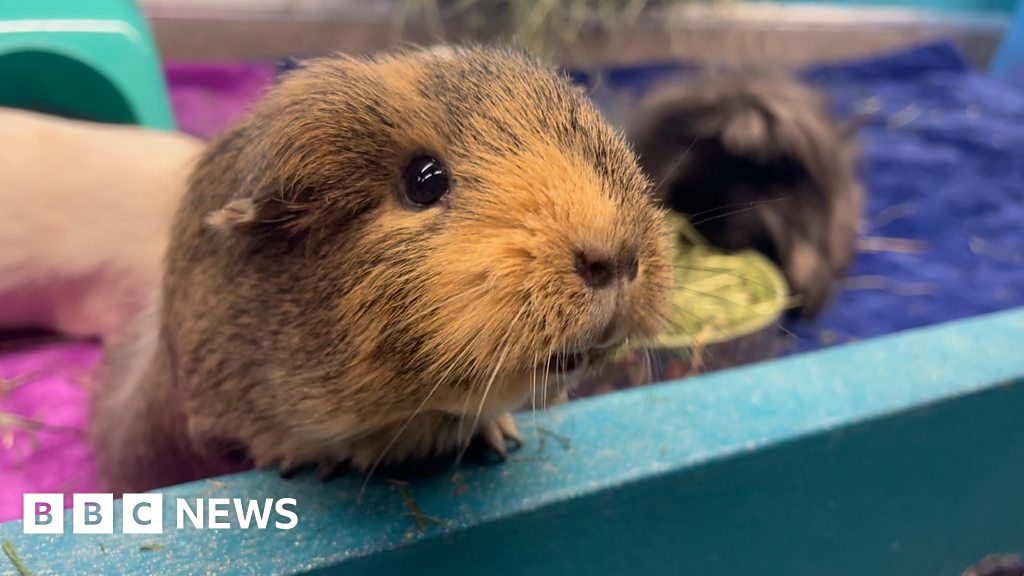 Lincoln guinea pigs’ ‘luxury hotel’ TikTok hit – The TechLead