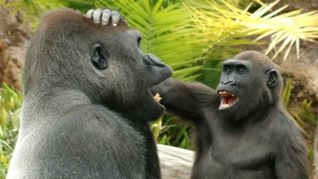 Great apes get a kick out of ‘playfully teasing’ each other, study finds  – The TechLead