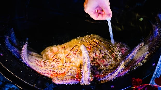 Frozen sperm could help bring these giant sea stars back from the brink of extinction – The TechLead