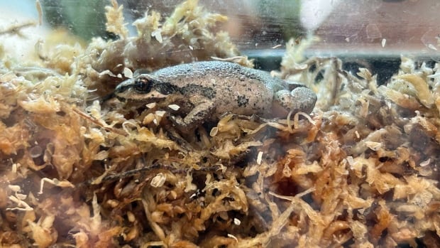 Quebec races to save western chorus frog as city builds road through wetland – The TechLead