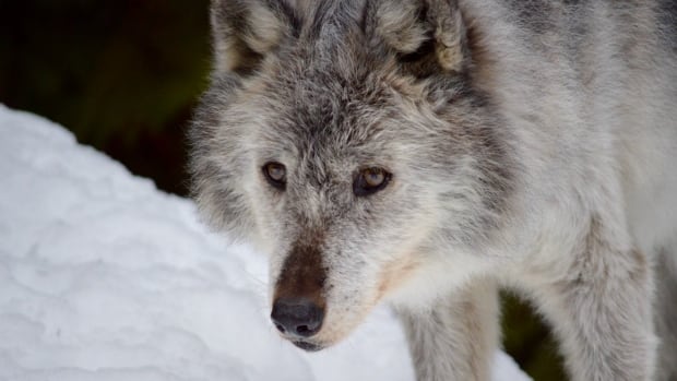 Culling wolves alters the survivors and that could be ‘bad news’ for caribou, study finds – The TechLead