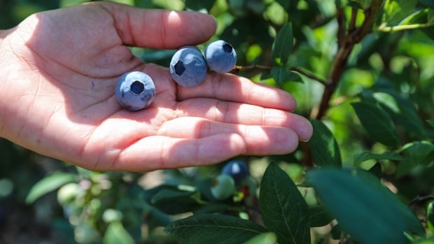 Scorch virus continues to threaten B.C.’s blueberry crop – The TechLead