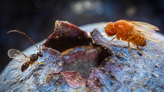 Scientists researching wasps that may protect B.C. berries – The TechLead