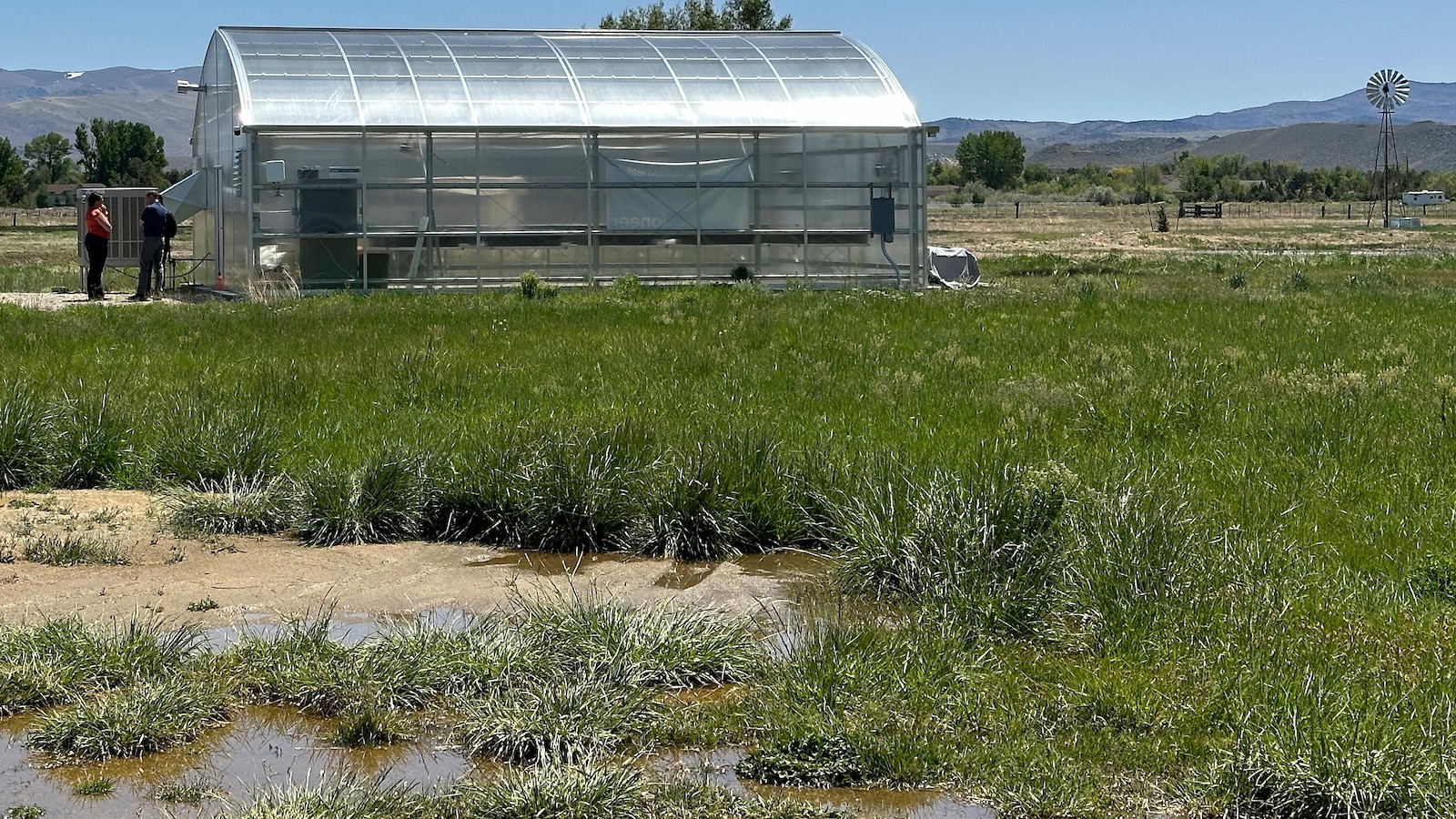 Green agendas clash in Nevada as company grows rare plant to help it survive effects of a mine – The TechLead