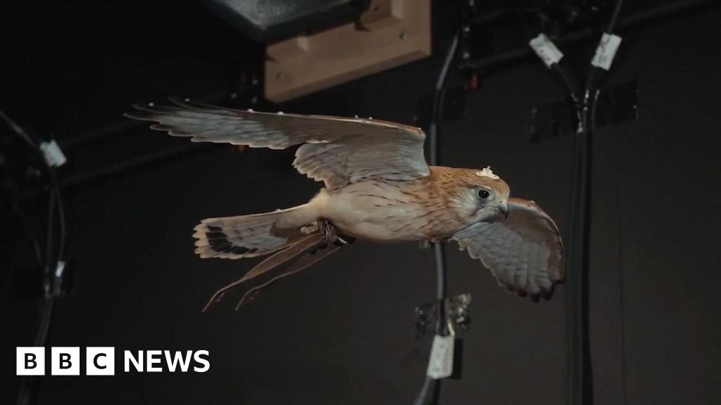 Secrets of hovering kestrels could help city drones – The TechLead