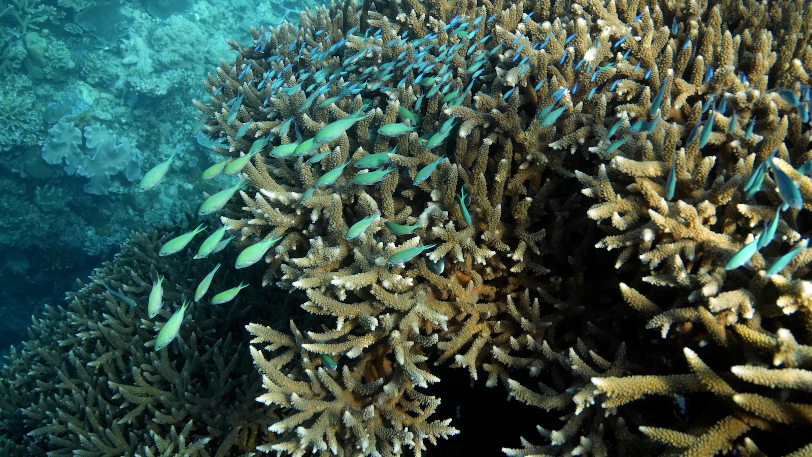 Great Barrier Reef waters were hottest in 400 years over the past decade, study finds – The TechLead