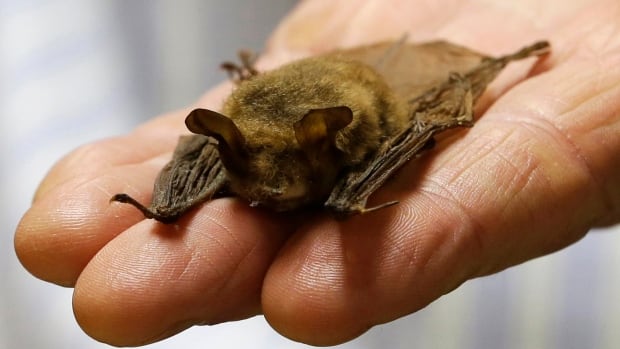 When bats were wiped out, more human babies died, a study found. Here’s why – The TechLead